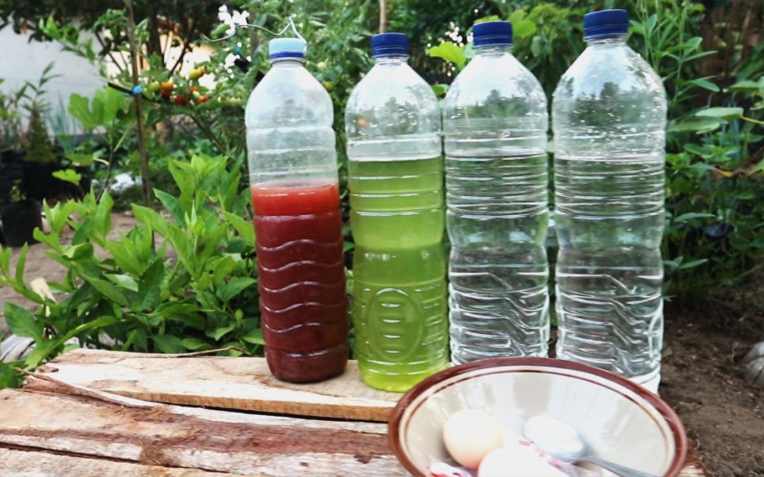 Bakteri Fotosintesis atau PSB: Peran dan Prosesnya dalam Ekosistem